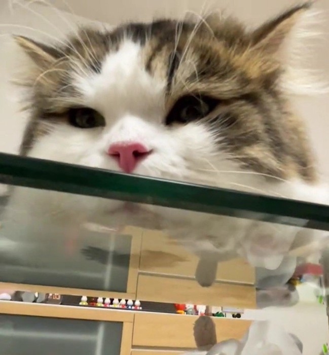 寝そべっている猫