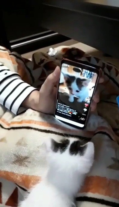 スマートフォンを見ている猫