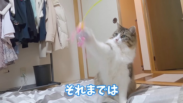 じゃらしをパンチ