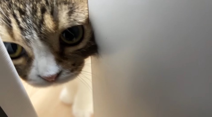 顔を突っ込むぽこ太郎くん