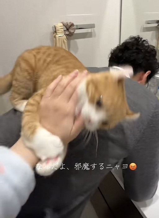 飼い主さんの背中に乗る猫の写真1-4