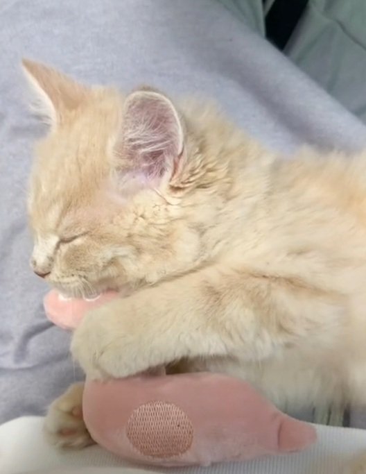 ぬいぐるみを抱きしめて眠る子猫