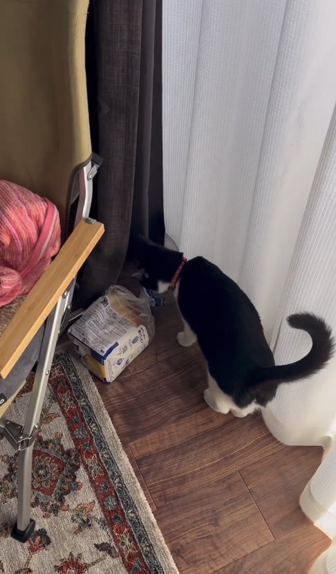 床に置いた食パンを見つめる猫の斜め後ろ姿
