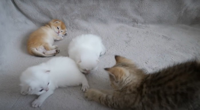 3匹の子猫にからむ子猫