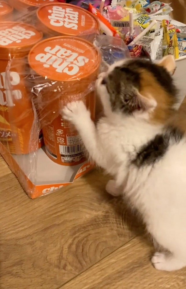 ポテチをいたずらする子猫