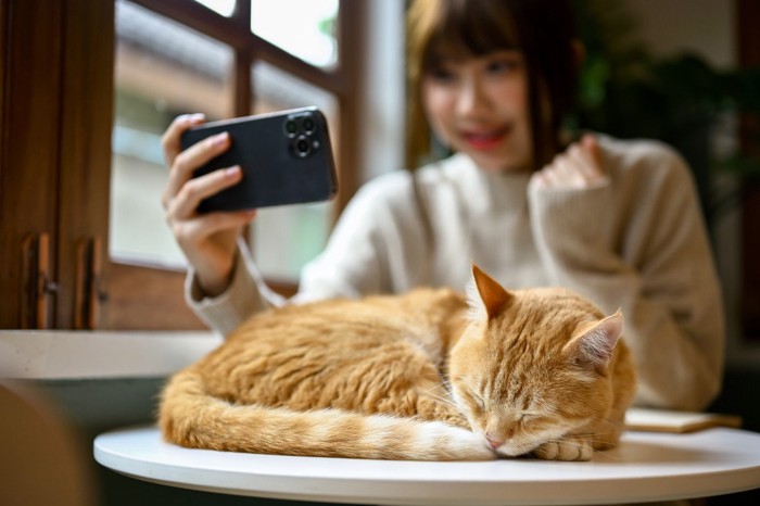 スマホで写真を撮られる猫