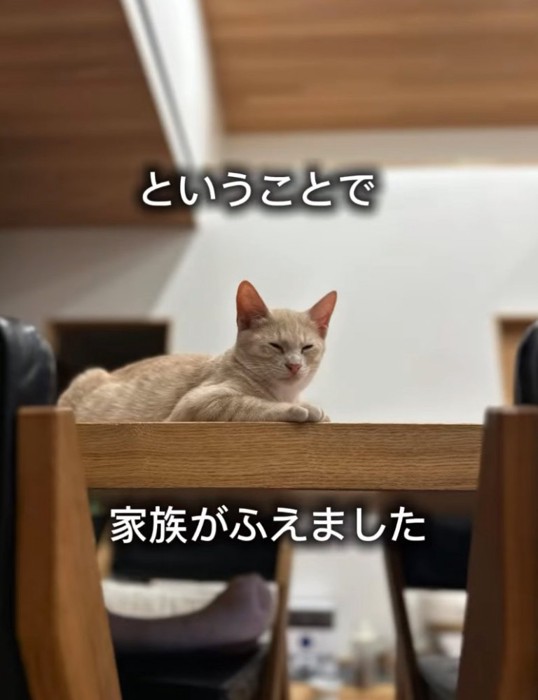 家族になった子猫