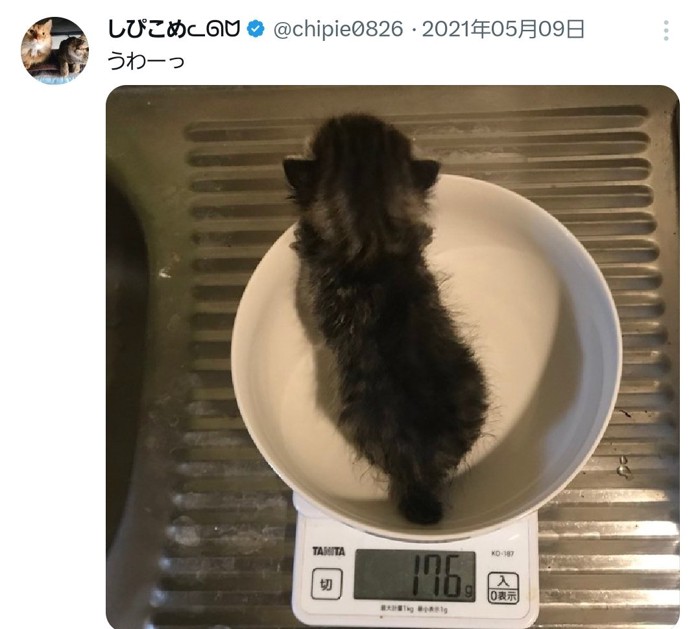 体重を測られる子猫