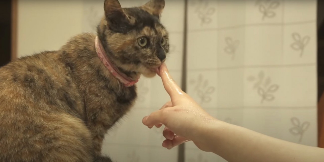 指を舐めるたっちゃん