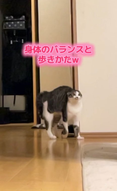やんのかステップをする興奮気味の猫