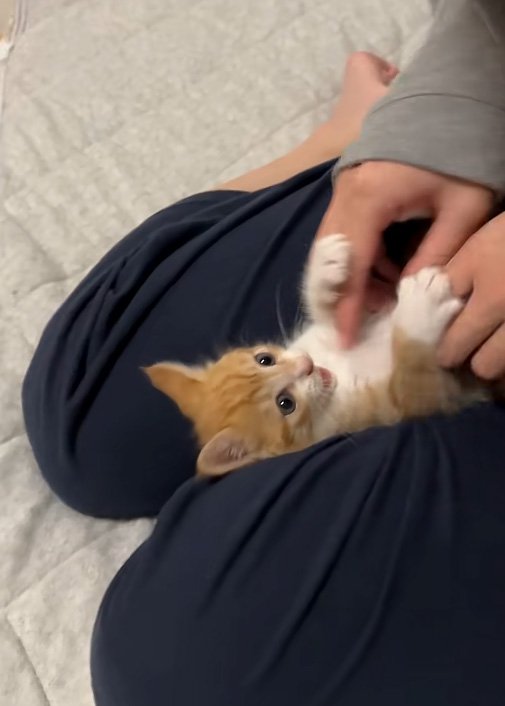 無邪気な猫