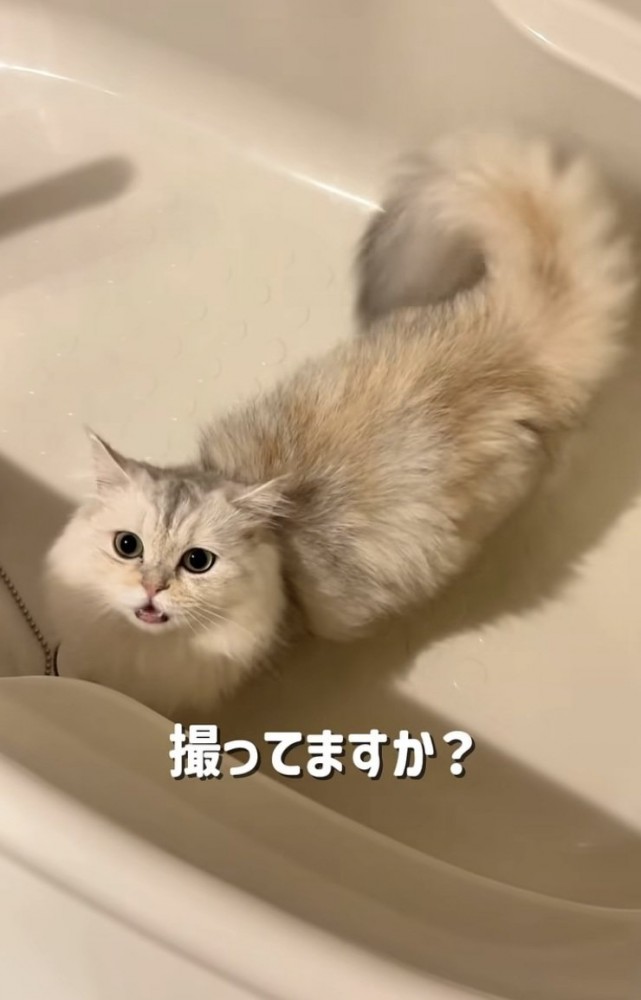 バスタブの中で鳴く姉ミヌエット