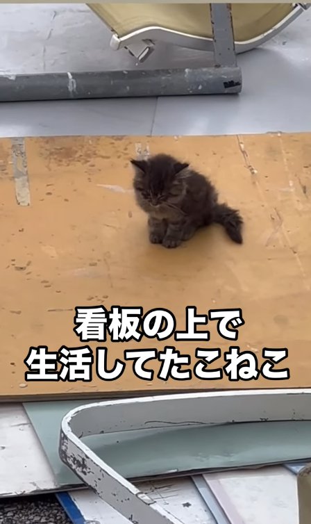 板の上にいる子猫