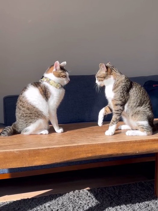 向かい合う2匹の猫