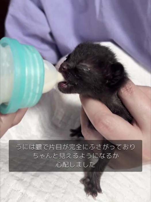 哺乳瓶でミルクを飲む子猫