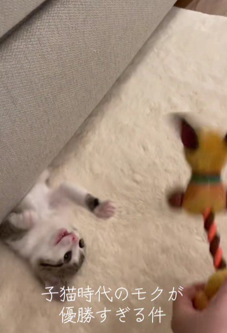 ソファの下で遊ぶ子猫