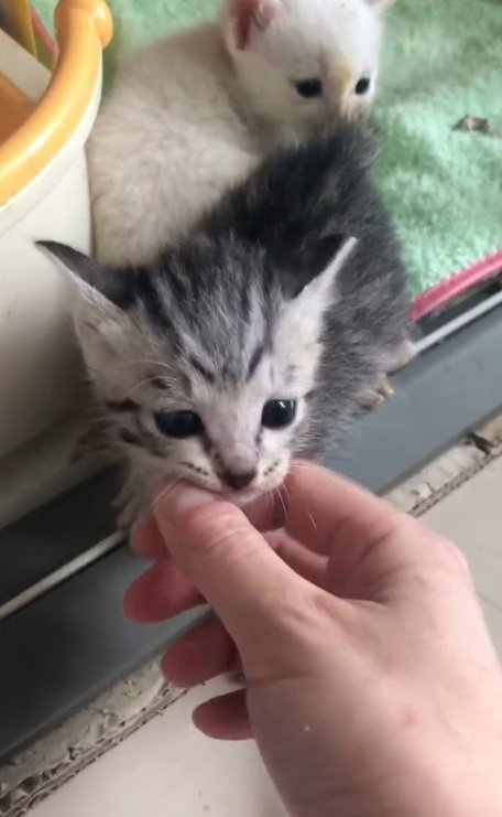 なでられて警戒している子猫