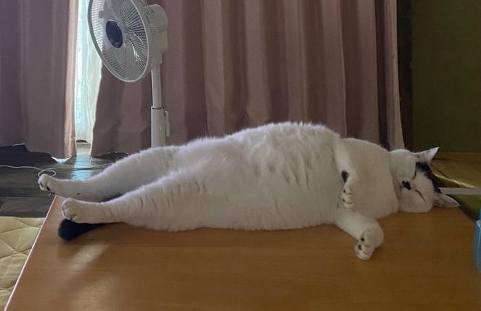横になる猫