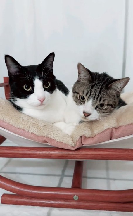 猫ベッドの上でくっついているカメラ目線に2匹の猫