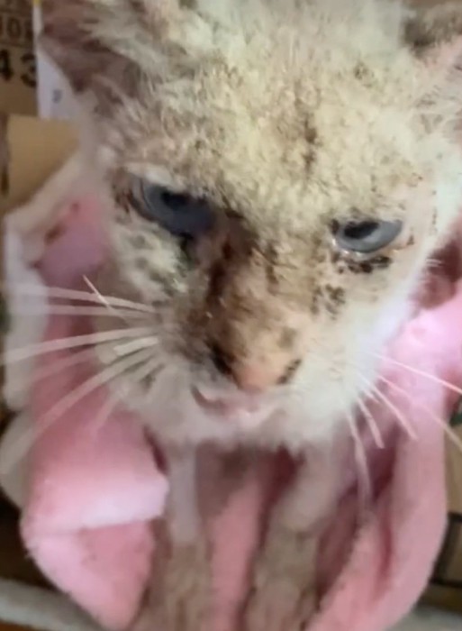 皮膚の状態が改善