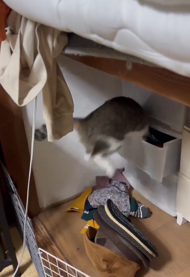 ジャンプする猫