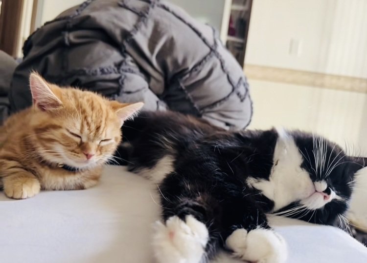 ベッドの上で眠るスコティッシュフォールドとマンチカン