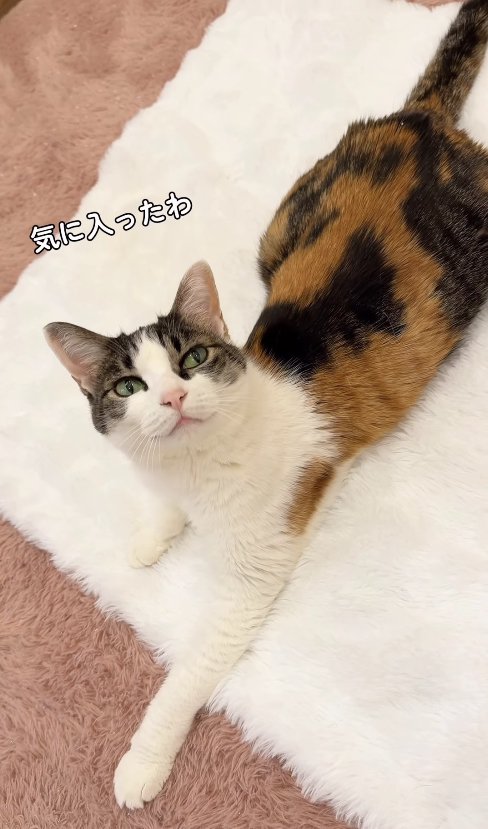 白いラグの上で伏せをしているカメラ目線の猫