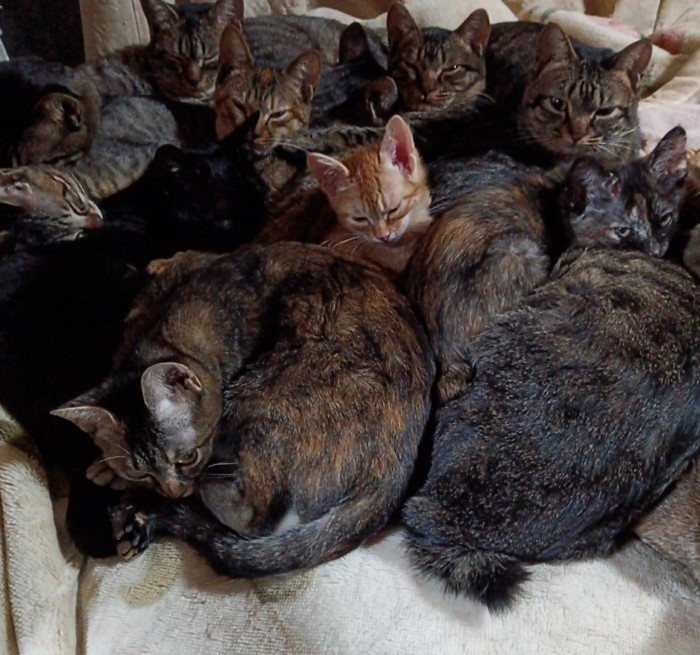 たくさんの猫