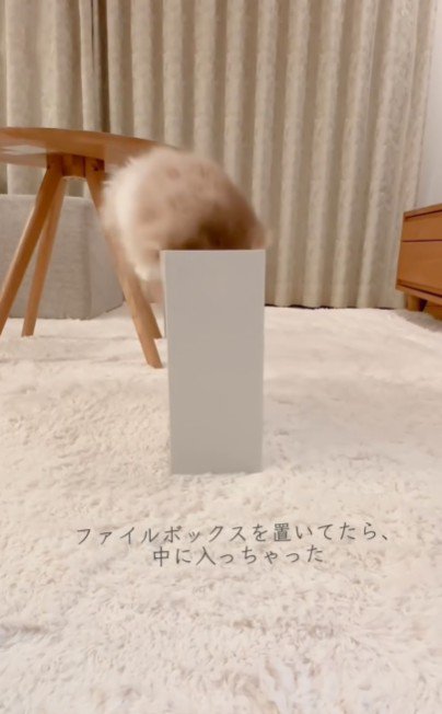 ファイルボックスに入っている猫