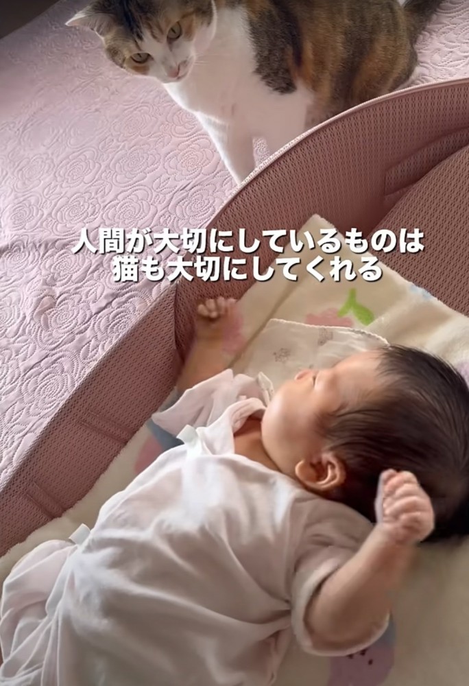 赤ちゃんを見守る猫
