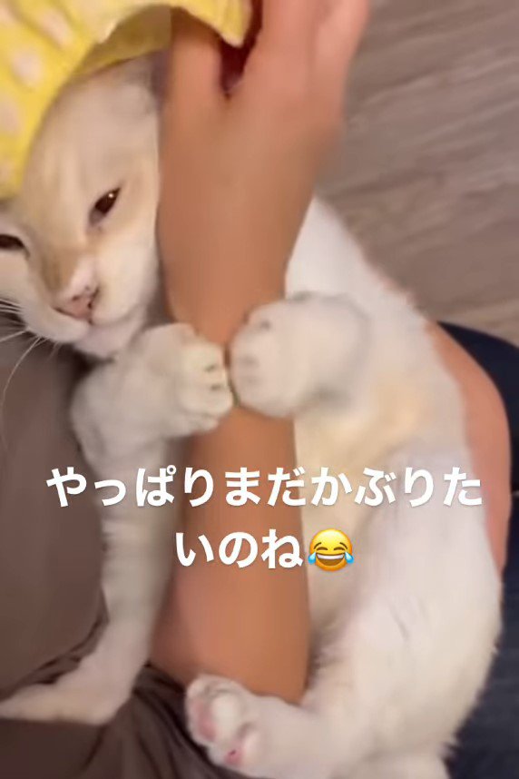 人の手を抱える猫