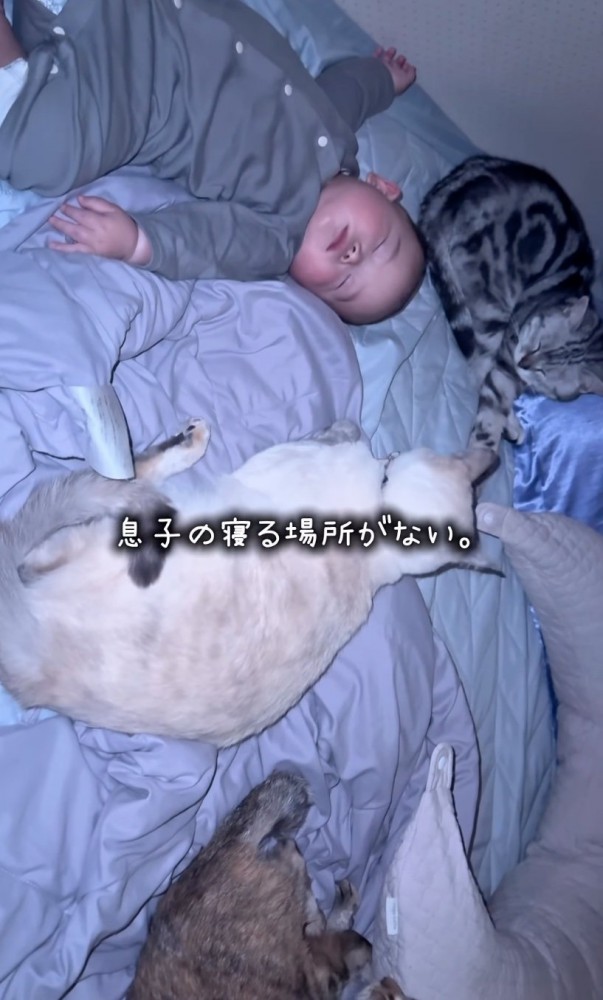 集まる猫たち