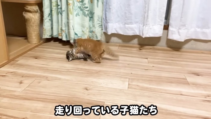 じゃれ合う子猫