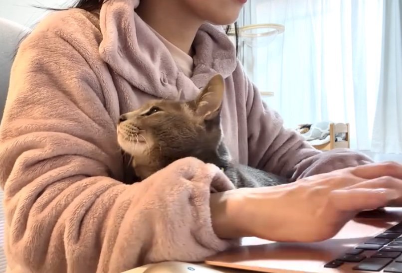 落ち着きのない猫