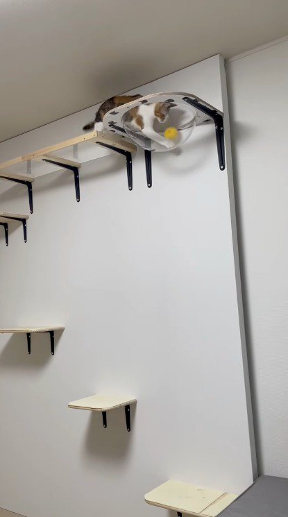 ボールを前足ですくう猫