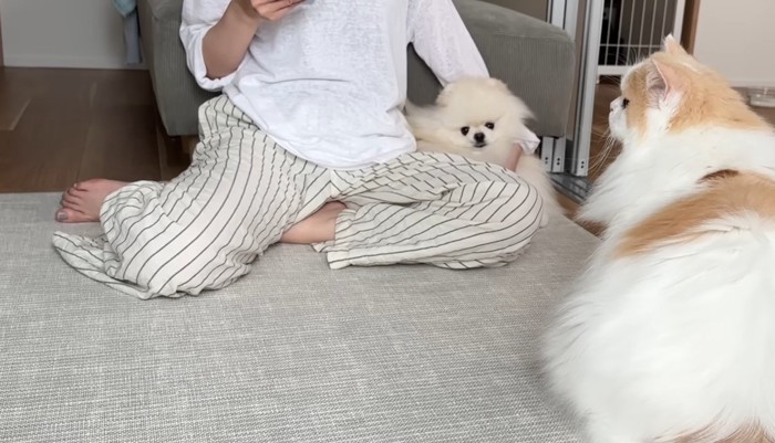 飼い主さんにくっつくポテチくん