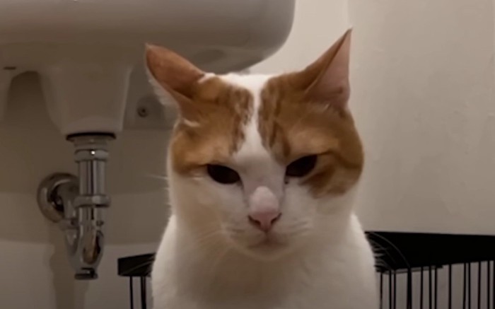 落ちこんだ顔の猫