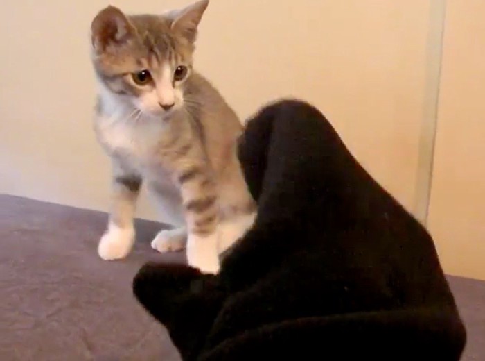 子猫に手袋を近づける飼い主