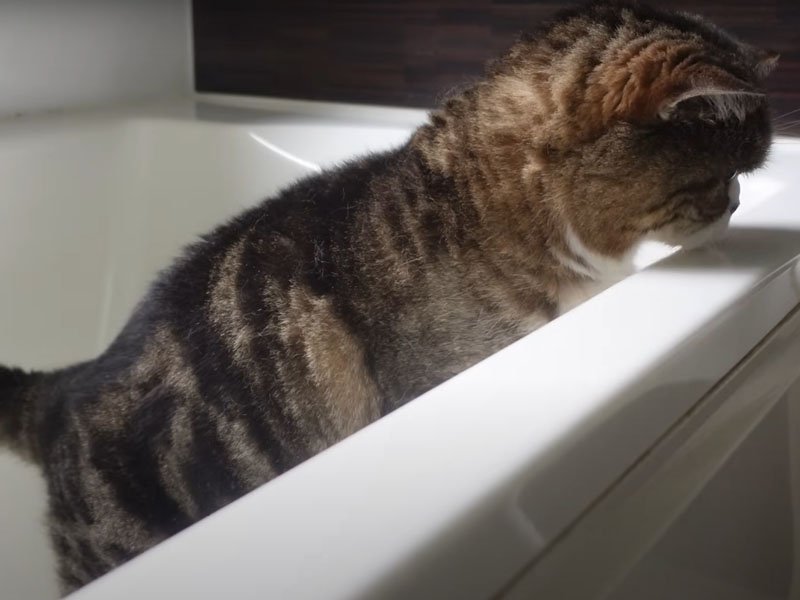 浴槽からのぞく猫