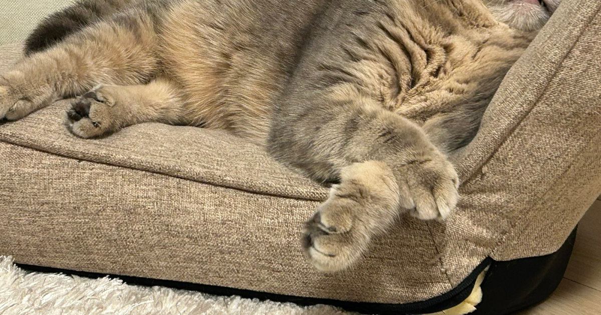 座椅子にもたれかかって眠るキジトラ猫