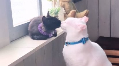 鼻チューする先住猫と子猫