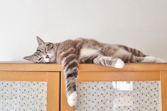 棚の上で寝ている猫