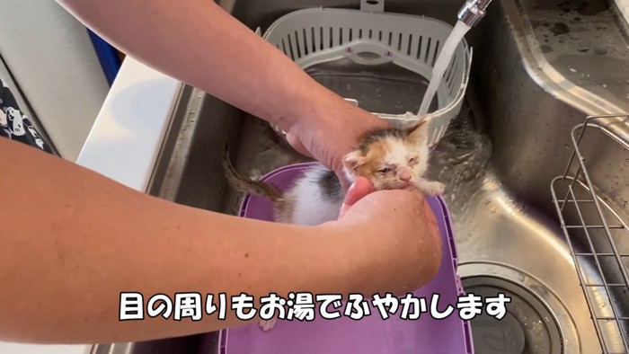 上を向く子猫