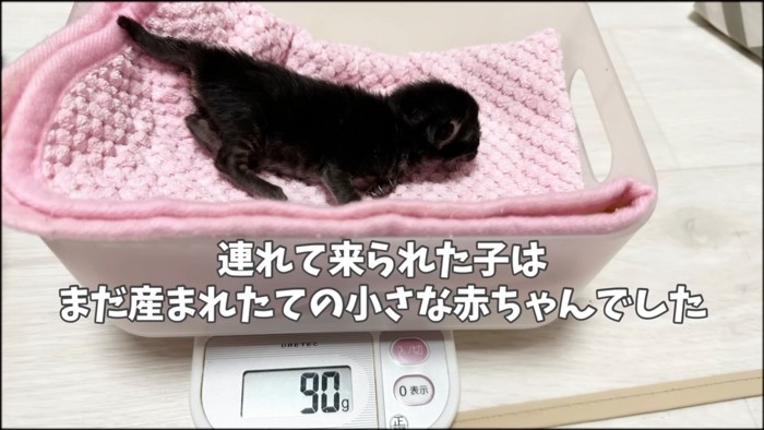 90gの子猫