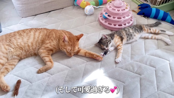 寝ている2匹の猫