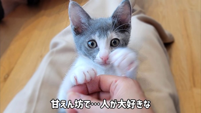 前足をあげる子猫