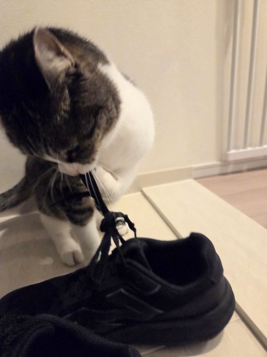 手に靴紐をひっかけて遊ぶ猫のアップ