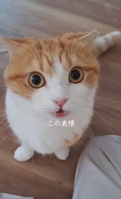 座っている猫