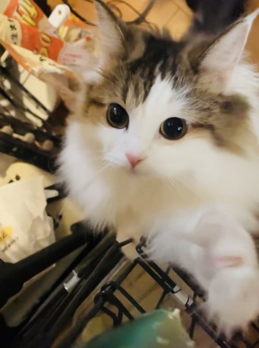 カメラ目線のミヌエット