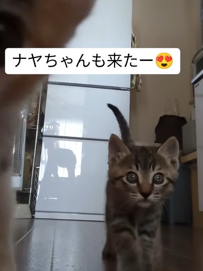 名前を呼ぶとやってくる子猫